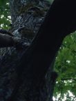 Filename=010421.jpg
Filesize=86KiB
Dimensions=1280x528
Date added=Jul 10, 2014 010421.jpg