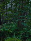 Filename=011080.jpg
Filesize=113KiB
Dimensions=1280x528
Date added=Jul 10, 2014 011080.jpg