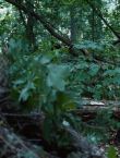 Filename=011907.jpg
Filesize=118KiB
Dimensions=1280x528
Date added=Jul 10, 2014 011907.jpg